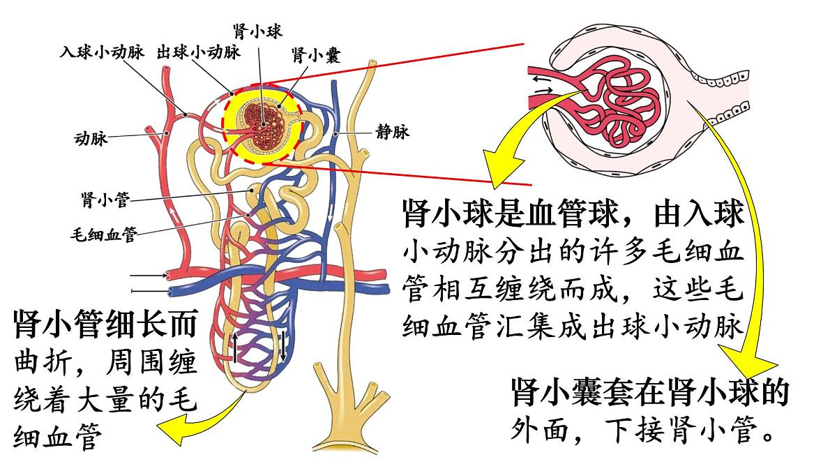 初中生物新人教版七年级下册4.5第2课时 尿的形成和排出教学课件2025春第5页