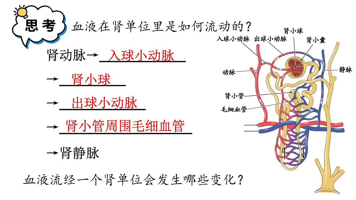 初中生物新人教版七年级下册4.5第2课时 尿的形成和排出教学课件2025春第6页