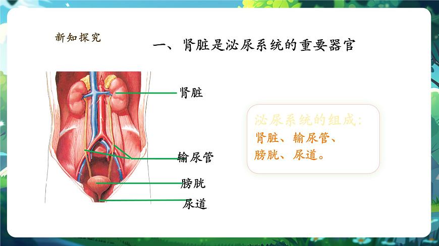 《4.9.2.1尿的形成與排出（第一課時(shí)）》課件第5頁