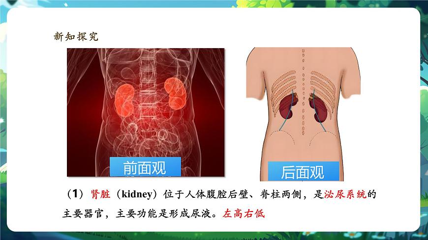 《4.9.2.1尿的形成與排出（第一課時(shí)）》課件第6頁