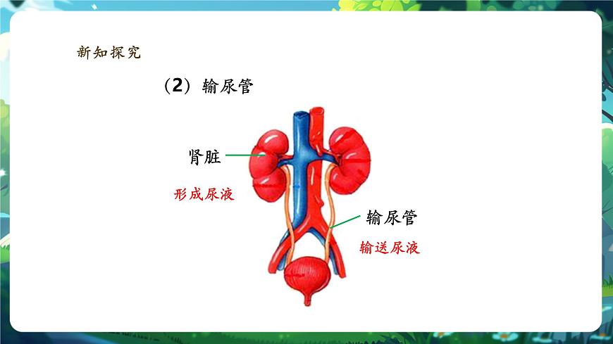 《4.9.2.1尿的形成與排出（第一課時(shí)）》課件第7頁