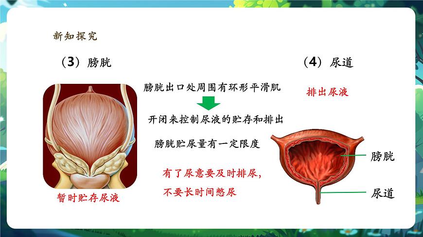 《4.9.2.1尿的形成與排出（第一課時(shí)）》課件第8頁