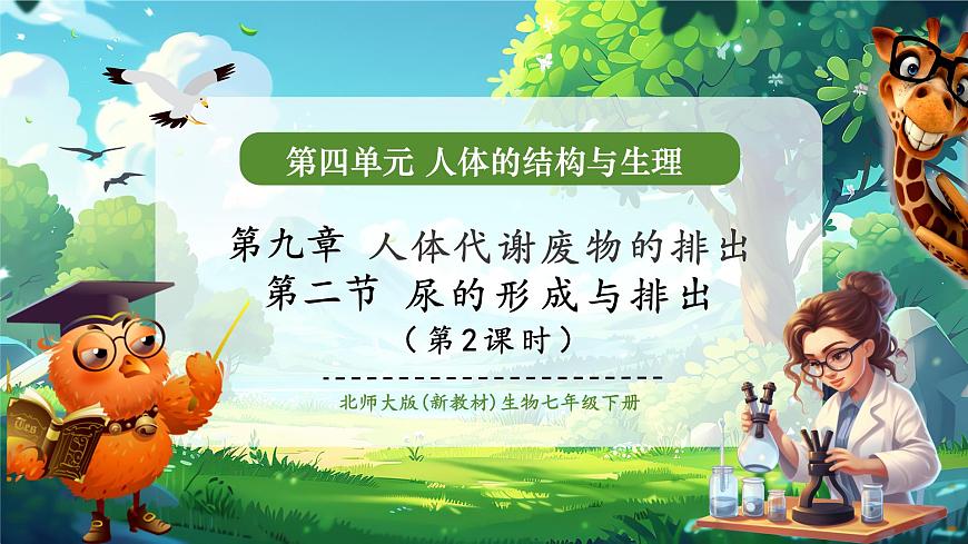 《4.9.2.2尿的形成與排出（第二課時(shí)）》課件第1頁(yè)