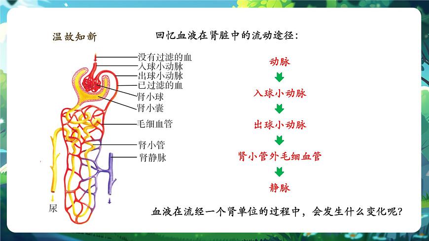 《4.9.2.2尿的形成與排出（第二課時(shí)）》課件第4頁(yè)