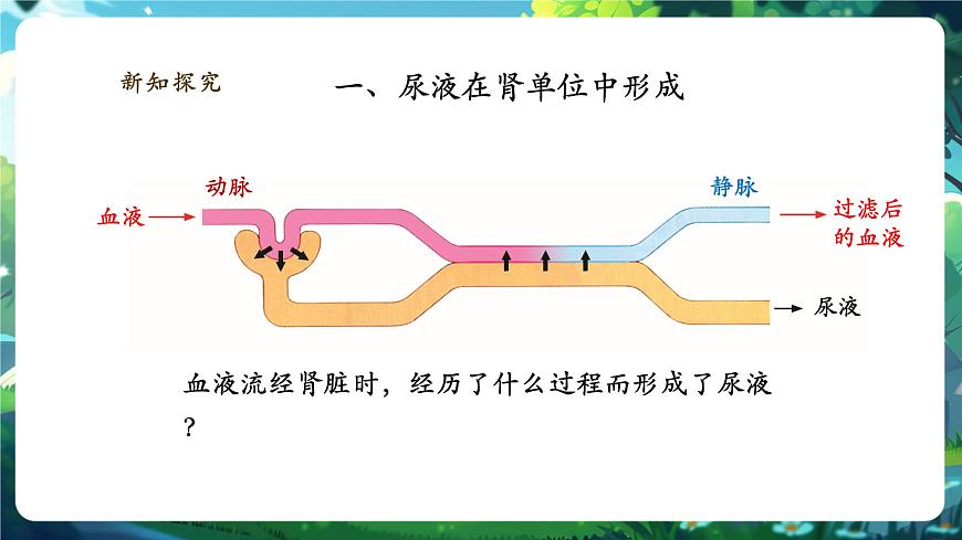 《4.9.2.2尿的形成與排出（第二課時(shí)）》課件第5頁(yè)
