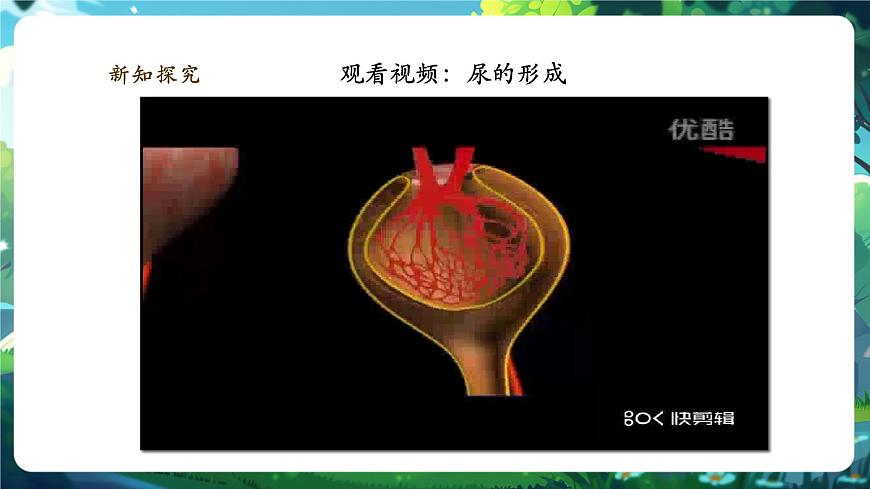 《4.9.2.2尿的形成與排出（第二課時(shí)）》課件第8頁(yè)