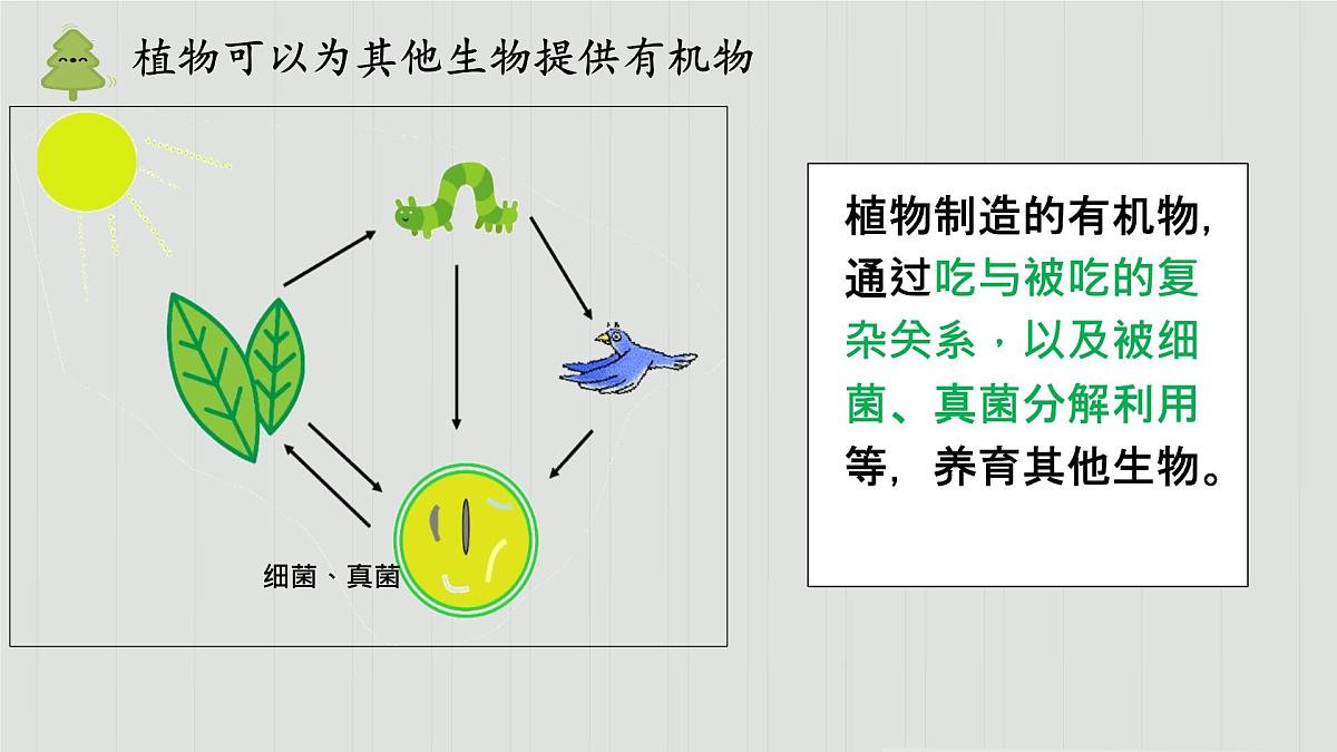 初中 生物 人教版(2024) 七年级下册3.2.4 植物在自然界中的作用 课件第5页