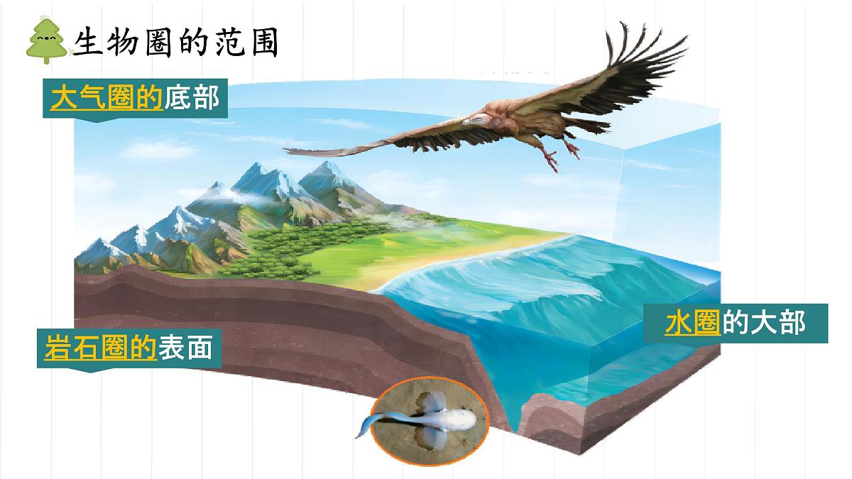 初中 生物 人教版(2024) 七年级下册3.2.4 植物在自然界中的作用 课件第8页