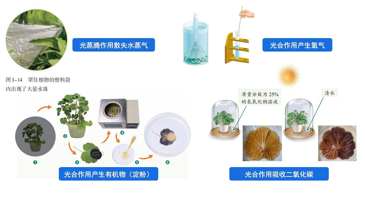 初中 生物 人教版(2024) 七年级下册3.2.4 植物在自然界中的作用 课件第2页