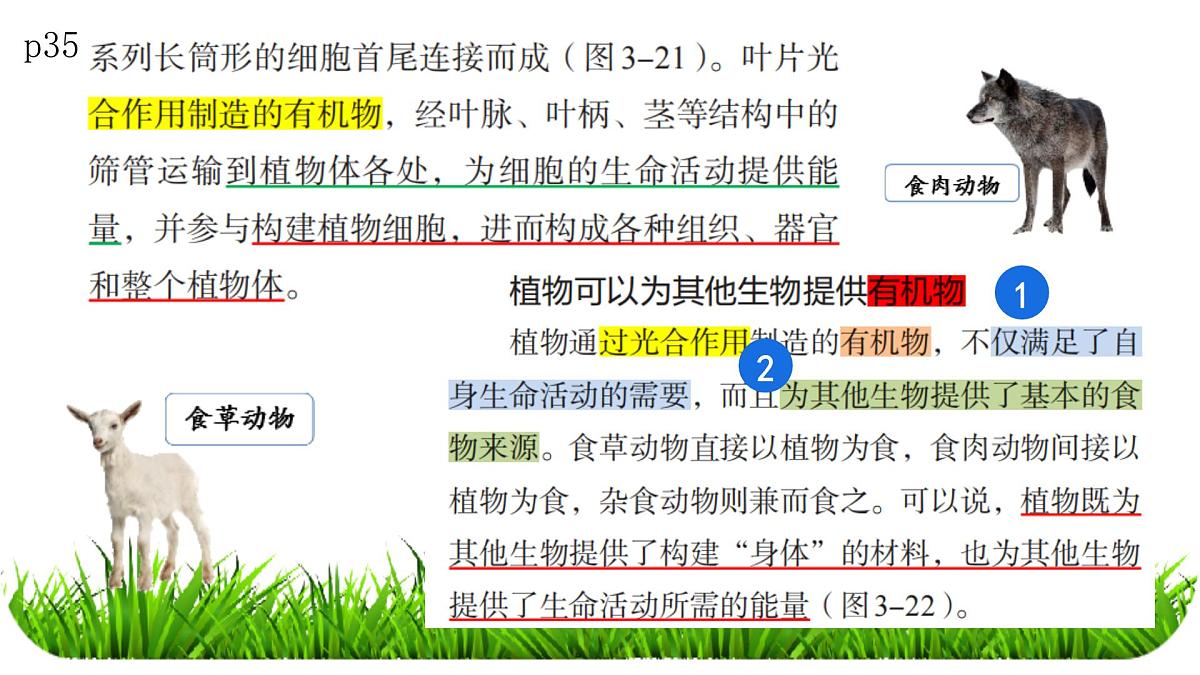 初中 生物 人教版(2024) 七年级下册3.2.4 植物在自然界中的作用 课件第4页