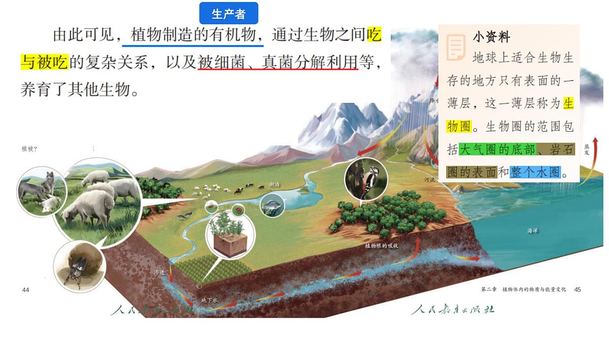 初中 生物 人教版(2024) 七年级下册3.2.4 植物在自然界中的作用 课件第5页