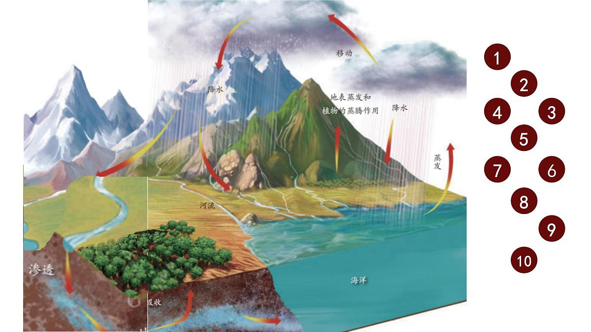 初中 生物 人教版(2024) 七年级下册3.2.4 植物在自然界中的作用 课件第6页