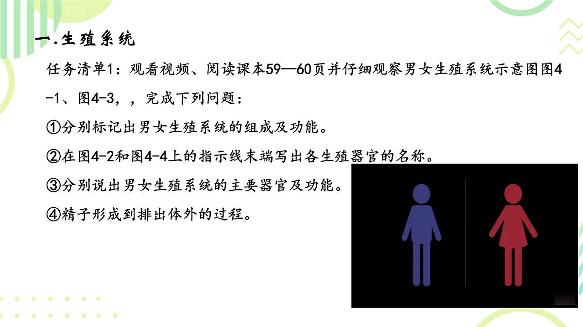 初中 生物 人教版(2024) 七年级下册(2024)第一节 人的生殖 课件第2页