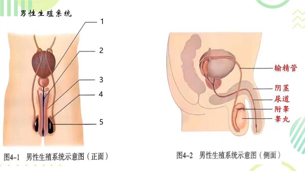 初中 生物 人教版(2024) 七年级下册(2024)第一节 人的生殖 课件第3页