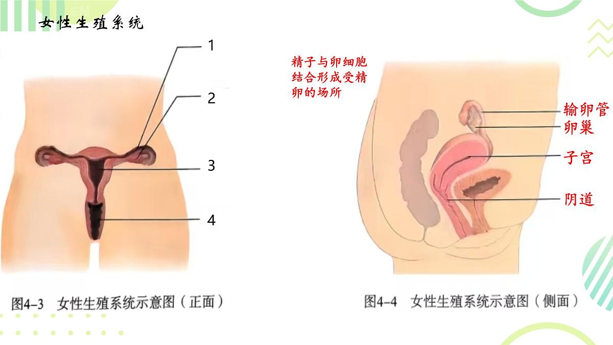 初中 生物 人教版(2024) 七年级下册(2024)第一节 人的生殖 课件第4页