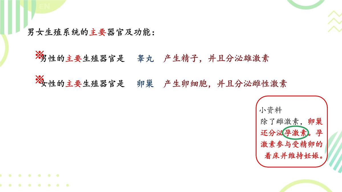 初中 生物 人教版(2024) 七年级下册(2024)第一节 人的生殖 课件第5页