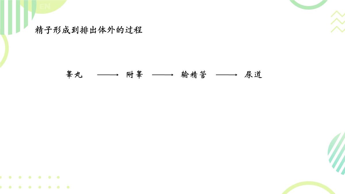 初中 生物 人教版(2024) 七年级下册(2024)第一节 人的生殖 课件第6页