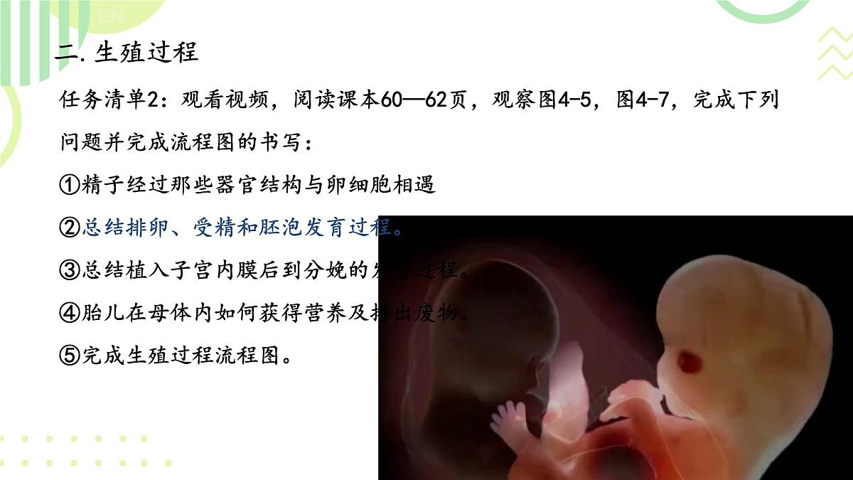 初中 生物 人教版(2024) 七年级下册(2024)第一节 人的生殖 课件第7页
