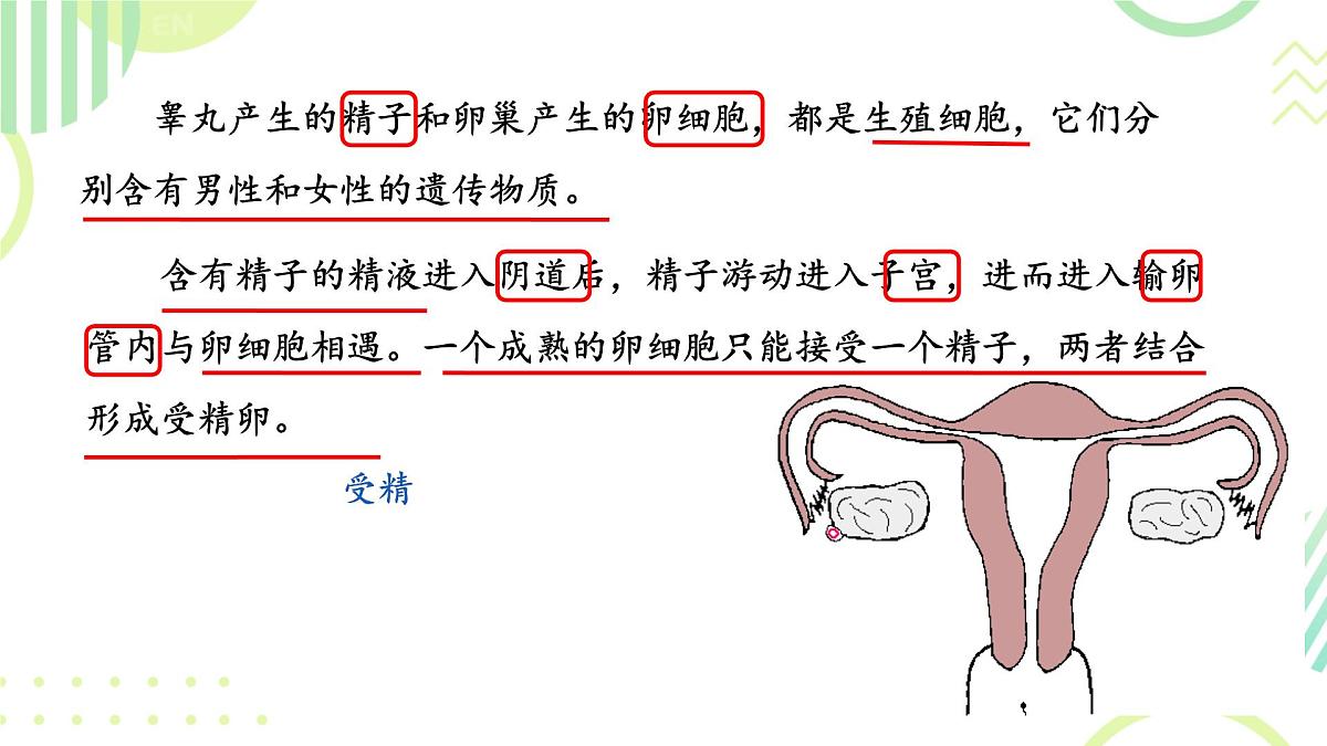 初中 生物 人教版(2024) 七年级下册(2024)第一节 人的生殖 课件第8页