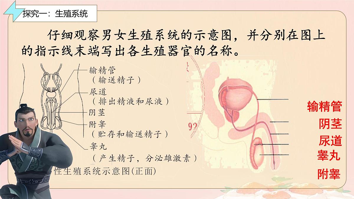 初中 生物 人教版(2024) 七年级下册(2024)第一节 人的生殖 课件第4页