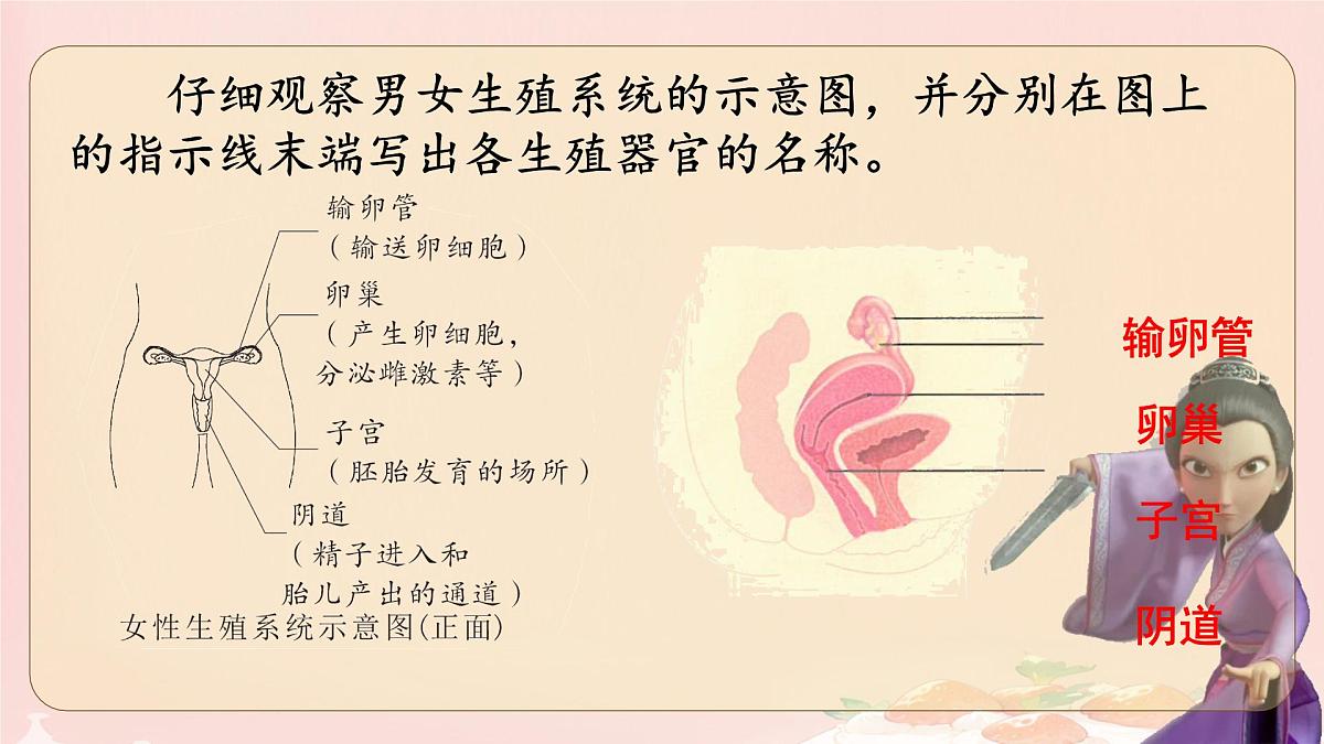 初中 生物 人教版(2024) 七年级下册(2024)第一节 人的生殖 课件第5页