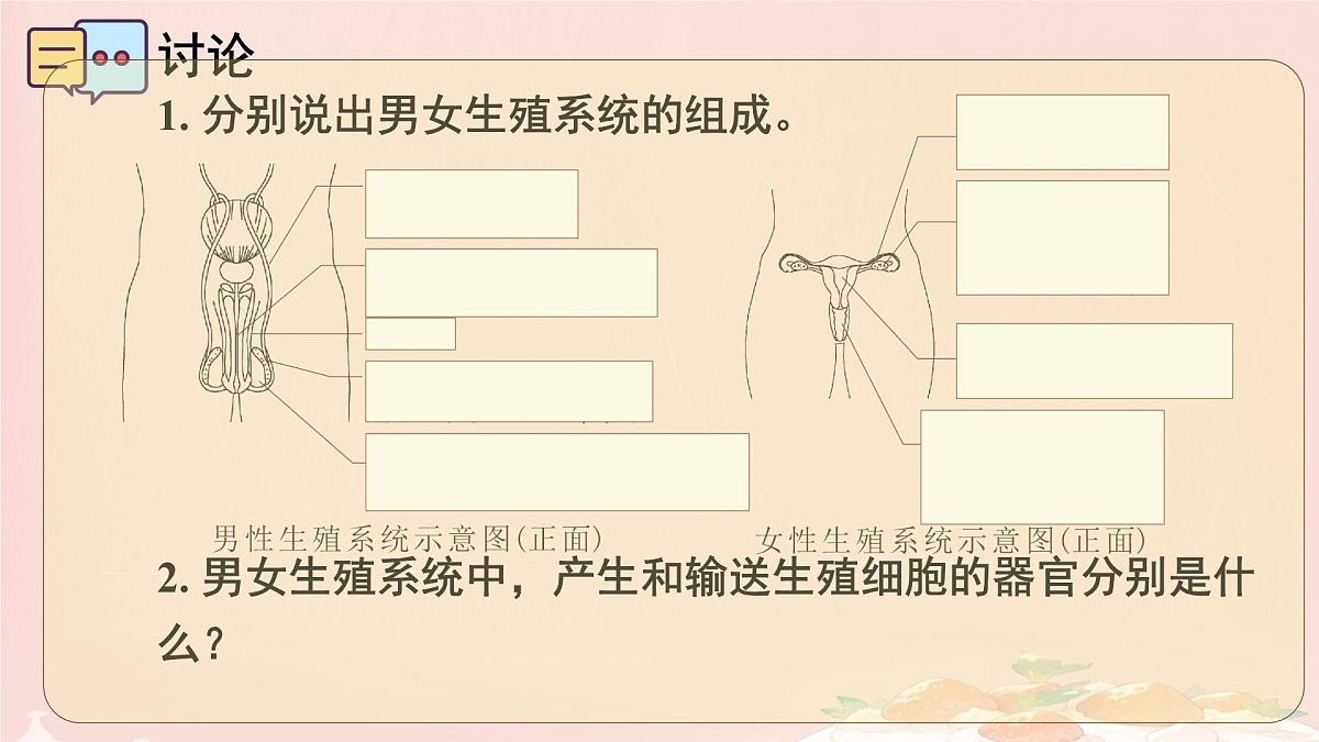 初中 生物 人教版(2024) 七年级下册(2024)第一节 人的生殖 课件第6页