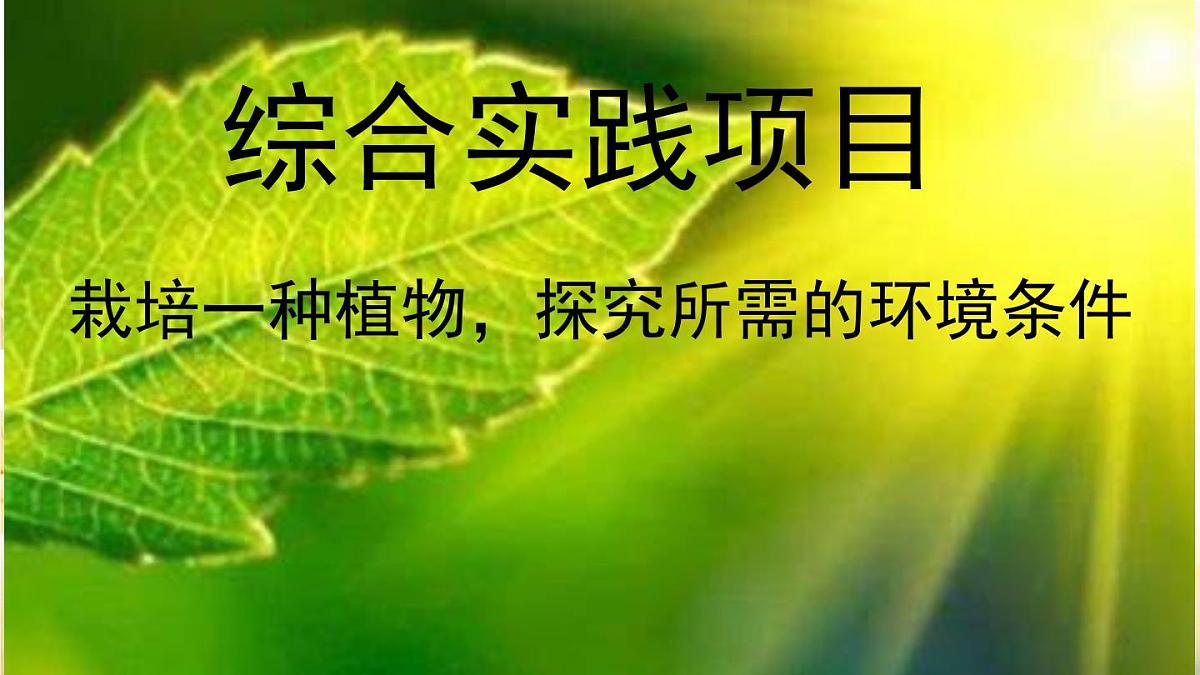 初中 生物 人教版(2024)七年级下册(2024) 第三单元 植物的生活 第二章综合实践项目 栽培一种植物,探究所需的环境条件 课件第1页