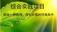 人教版(2024)七年级下册(2024)栽培一种植物,探究所需的环境条件图文ppt课件