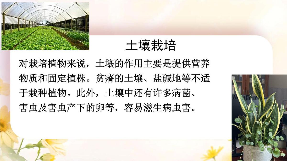 初中 生物 人教版(2024)七年级下册(2024) 第三单元 植物的生活 第二章综合实践项目 栽培一种植物,探究所需的环境条件 课件第6页