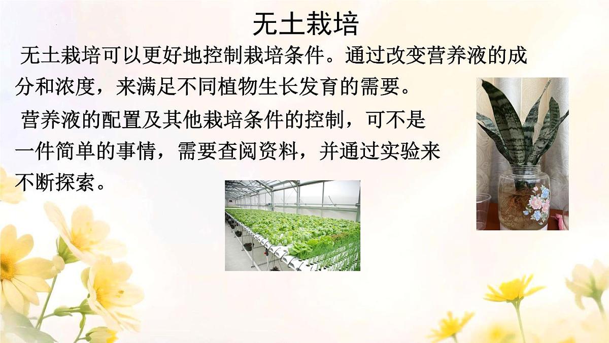 初中 生物 人教版(2024)七年级下册(2024) 第三单元 植物的生活 第二章综合实践项目 栽培一种植物,探究所需的环境条件 课件第7页