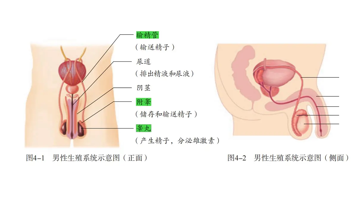 初中 生物 人教版(2024)七年级下册4.1.1 人的生殖 课件第2页