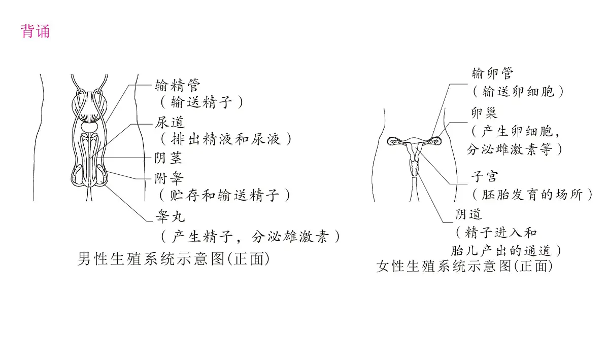 初中 生物 人教版(2024)七年级下册4.1.1 人的生殖 课件第4页