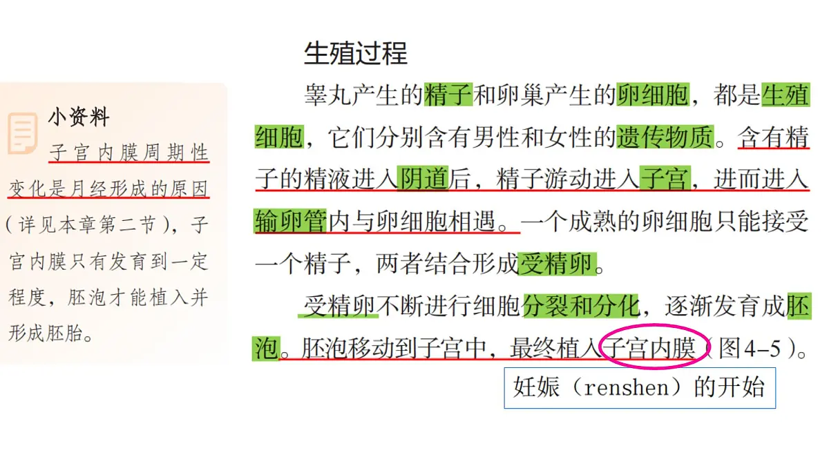 初中 生物 人教版(2024)七年级下册4.1.1 人的生殖 课件第7页