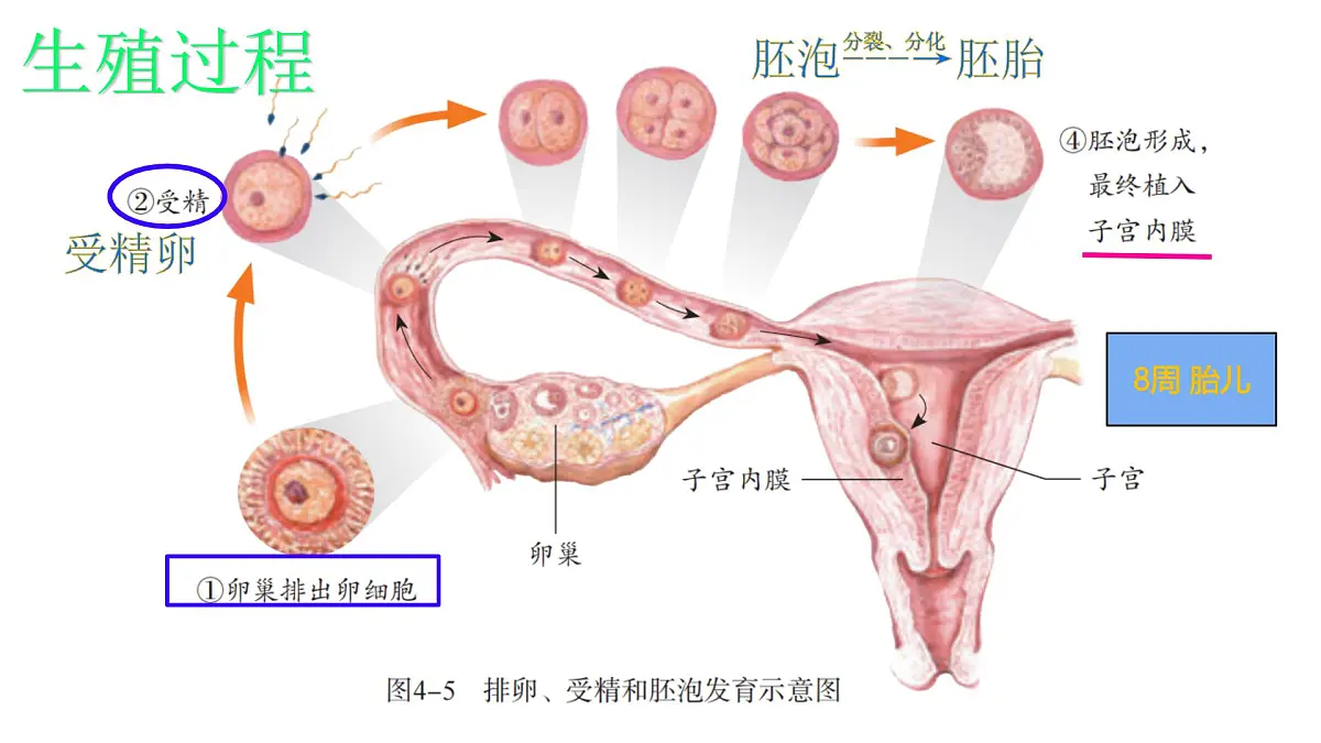 初中 生物 人教版(2024)七年级下册4.1.1 人的生殖 课件第8页