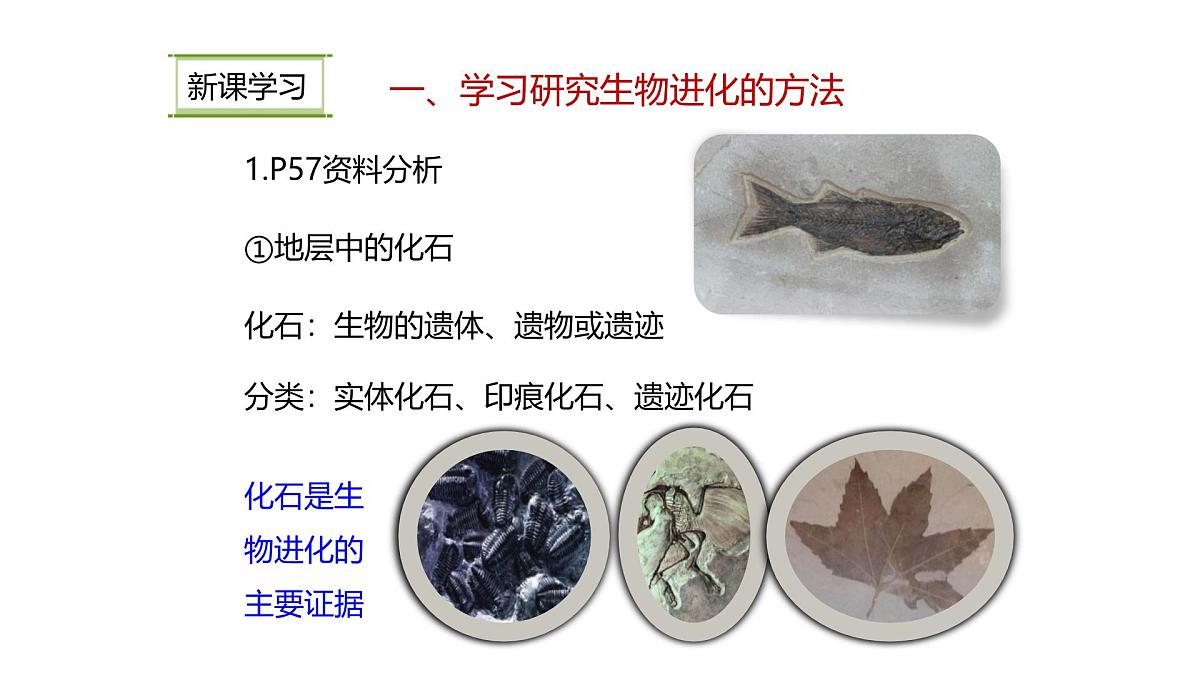 人教版(2024)生物八年级下册7.3.2生物进化的历程课件第3页