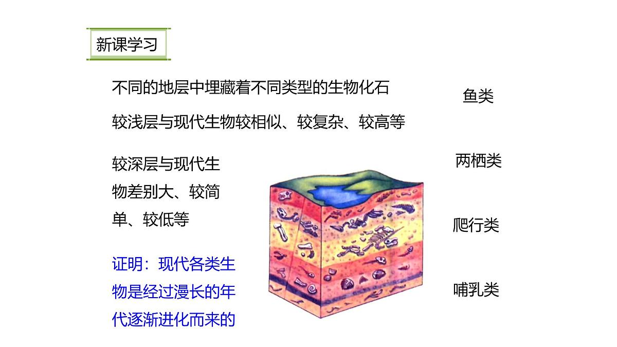 人教版(2024)生物八年级下册7.3.2生物进化的历程课件第4页
