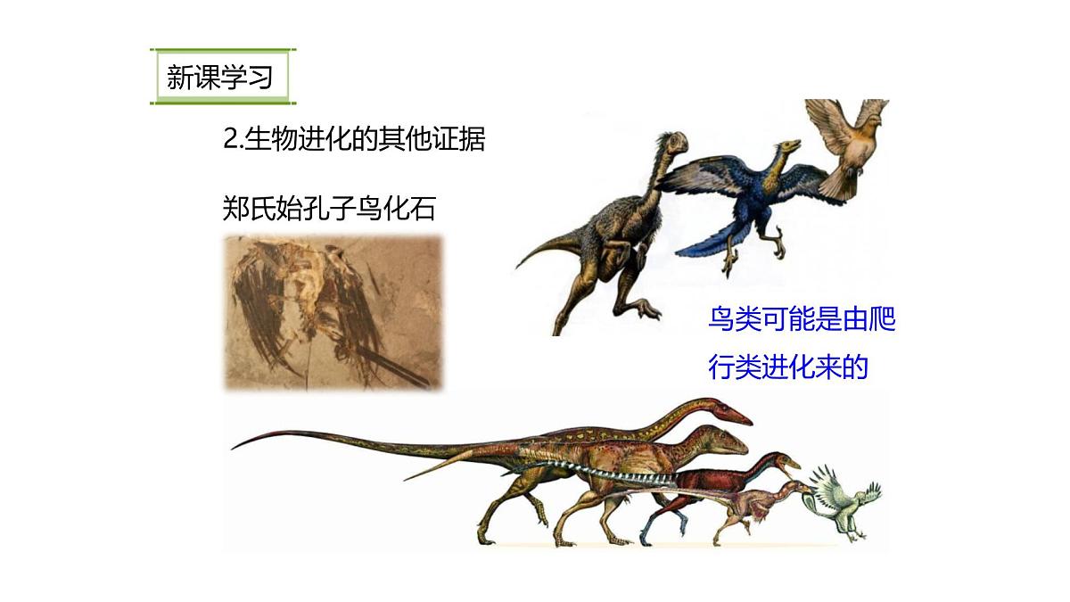 人教版(2024)生物八年级下册7.3.2生物进化的历程课件第7页
