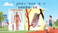 初中人教版（2024）血流的管道—血管图文ppt课件