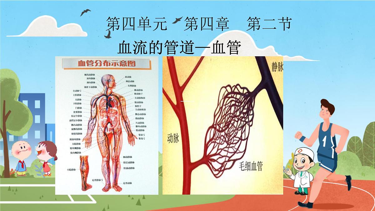 初中 生物 人教版(2024) 七年级下册4.4.2 血流的管道——血管 课件第1页