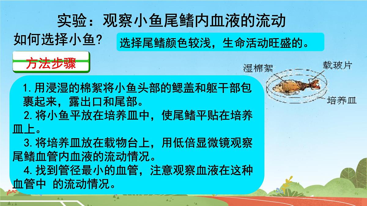 初中 生物 人教版(2024) 七年级下册4.4.2 血流的管道——血管 课件第5页