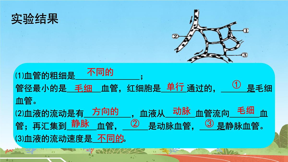 初中 生物 人教版(2024) 七年级下册4.4.2 血流的管道——血管 课件第6页