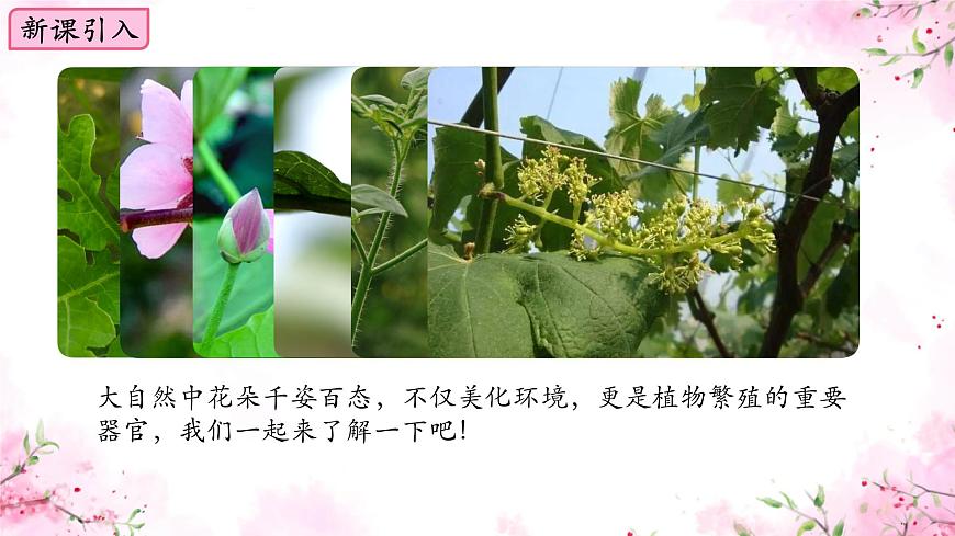 初中  生物  蘇教版（2024）七年級(jí)下冊(cè)4.9.3 植物的繁殖 課件第2頁(yè)