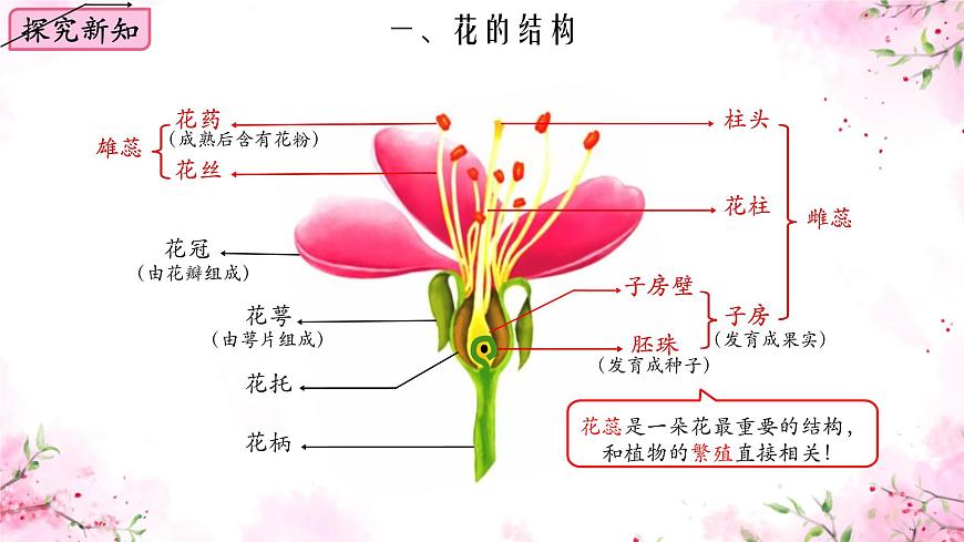 初中  生物  蘇教版（2024）七年級(jí)下冊(cè)4.9.3 植物的繁殖 課件第4頁(yè)