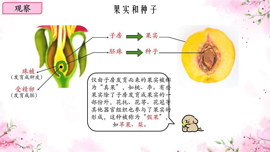 初中  生物  蘇教版（2024）七年級(jí)下冊(cè)4.9.3 植物的繁殖 課件第7頁(yè)