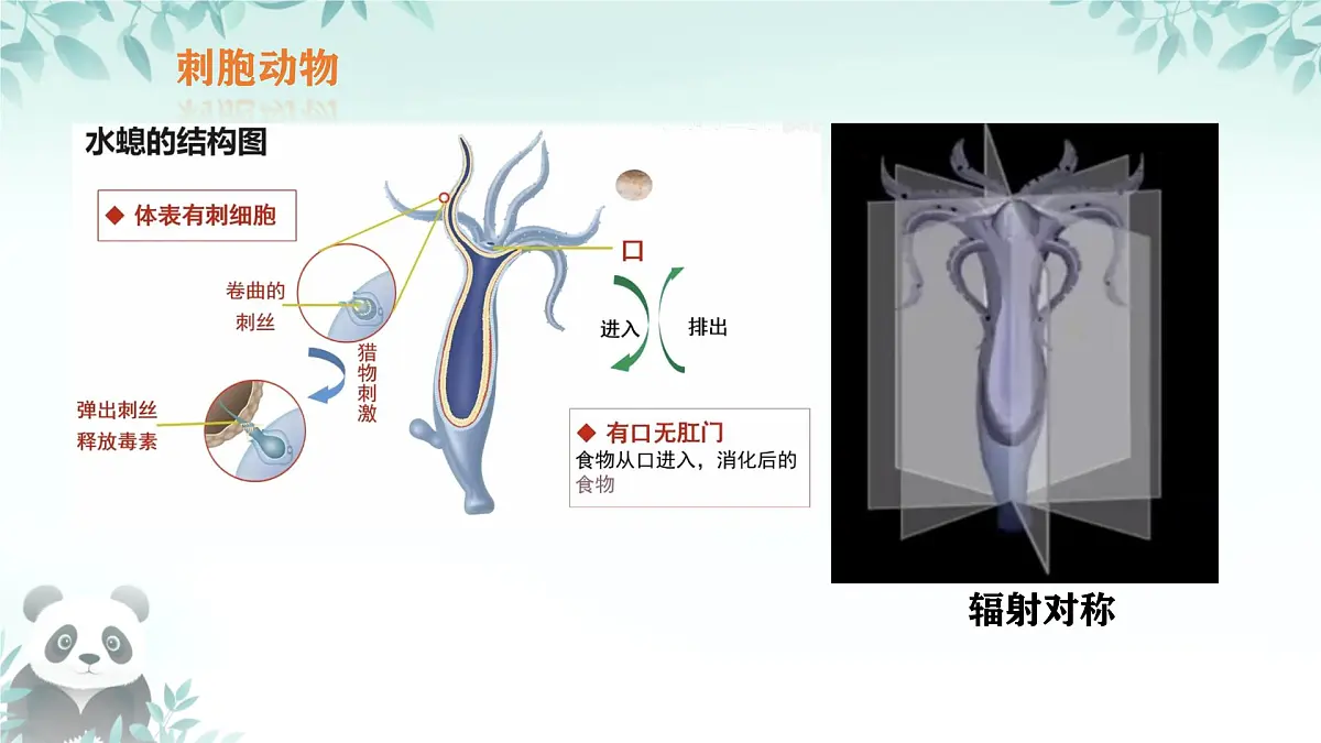 初中 生物 苏科版(2024) 七年级下册4.8.1 无脊椎动物 课件第5页
