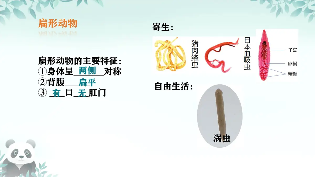初中 生物 苏科版(2024) 七年级下册4.8.1 无脊椎动物 课件第8页
