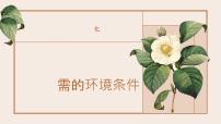 初中生物人教版(2024)七年级下册(2024)栽培一种植物,探究所需的环境条件教学演示课件ppt