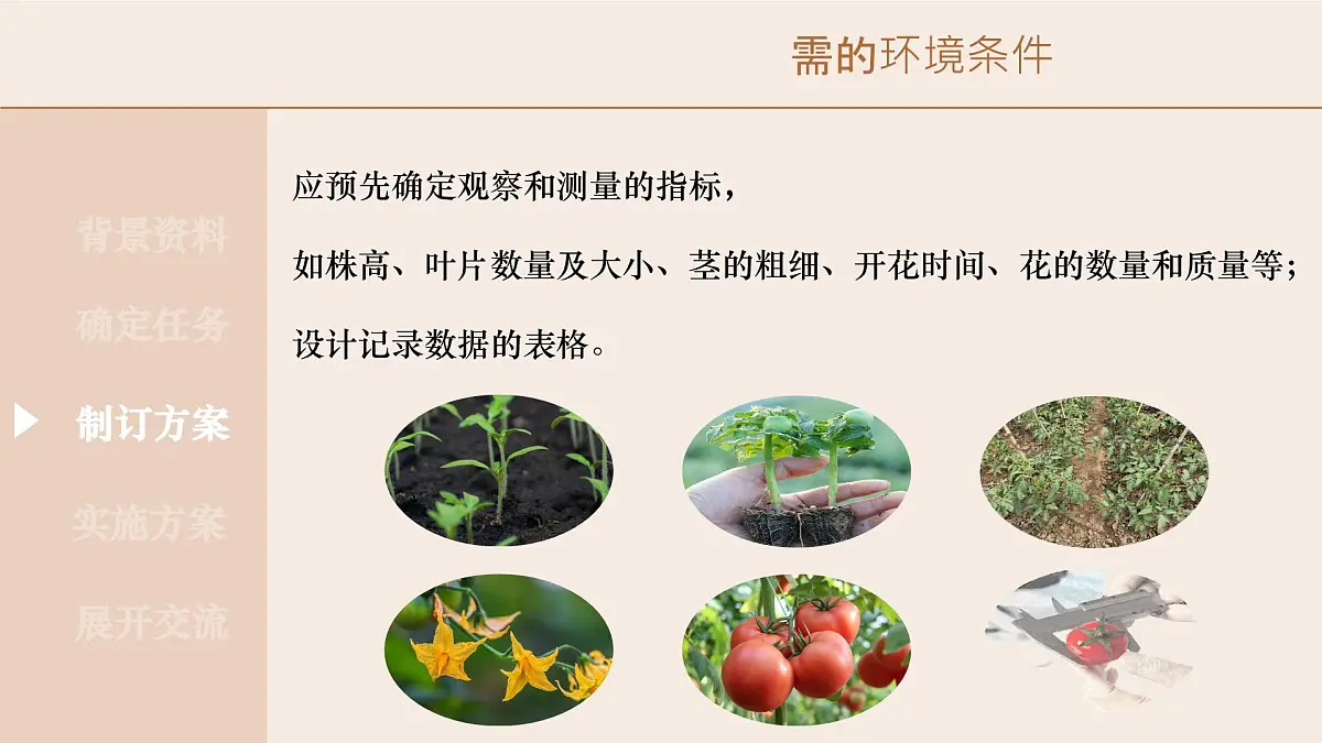 综合实践项目 栽培一种植物,探究所需的环境条件 2025学年七年级生物下册(人教版) 课件第6页