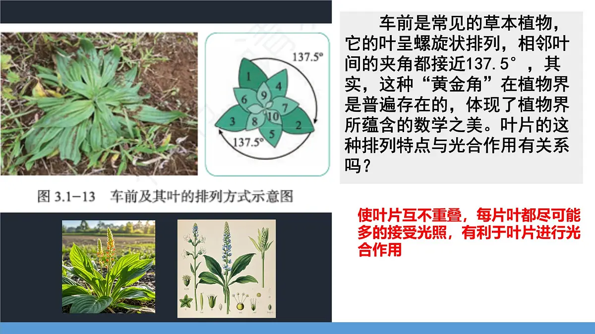 初中 生物 济南版(2024)七年级下册3.1.3 植物通过光合作用固定光能 (第一课时)课件第2页