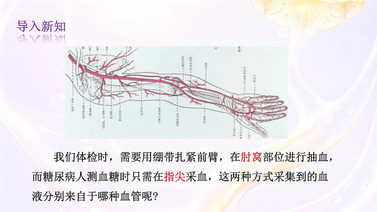 初中 生物 冀少版(2024) 七年级下册3.2.1.2血液循环系统的组成 课件第3页
